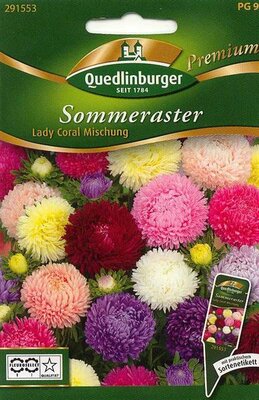Sommerastern Lady Coral Mischung
