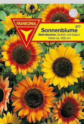 Sonnenblumen Abendsonne blutrot Frankonia Samen