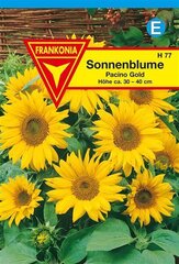 Sonnenblume Pacino Gold Frankonia Samen
