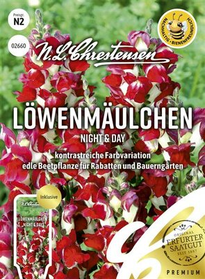 Löwenmäulchen Night & Day