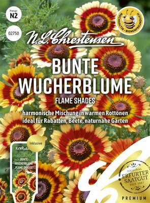 Bunte Wucherblume Flame Shades