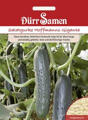 Salatgurke Hoffmanns Giganta