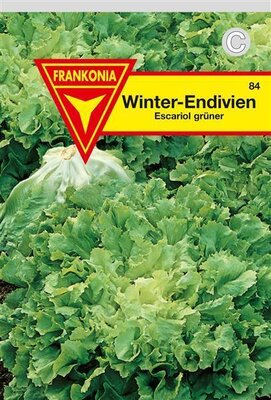 Winterendivien Escariol grüner Frankonia Samen
