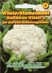 Blumenkohl Walcheren Winter 5