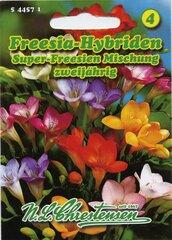 Freesia-Hybriden Mischung