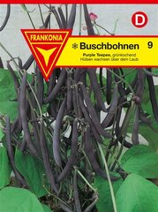 Buschbohne Purple Teepee von Frankonia